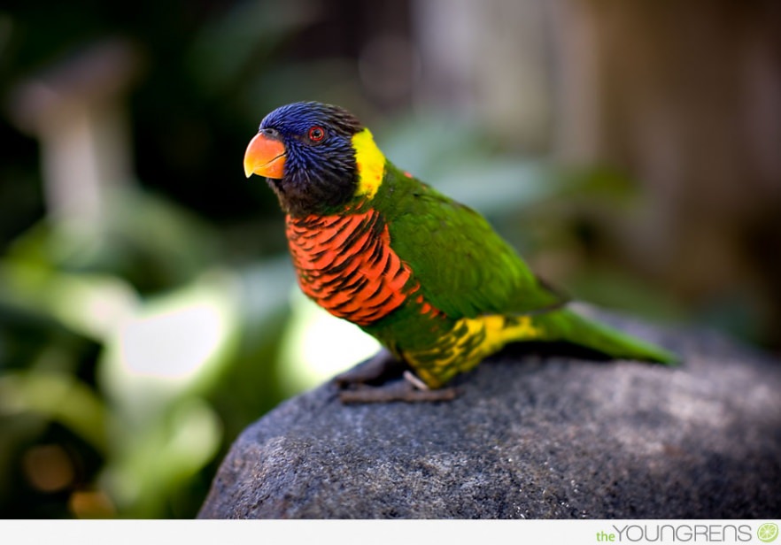 lorikeet