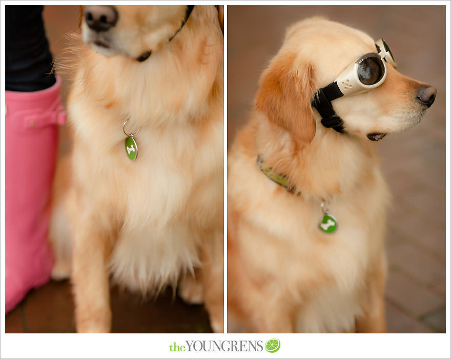 Seattle engagement session, University of Washington engagement, Washington engagement, dog engagement, engagement with doggles, rain-themed engagement, Hunter boots engagment, Vans engagement, cherry blossoms engagement, cherry blossoms at University of Washington