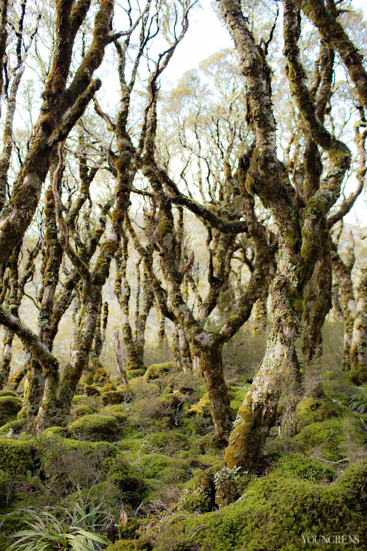 New Zealand landscape images, New Zealand South Island, Fox Glacier images, Queen Charlotte Sound images, Routeburn Trek images, Haast beach images