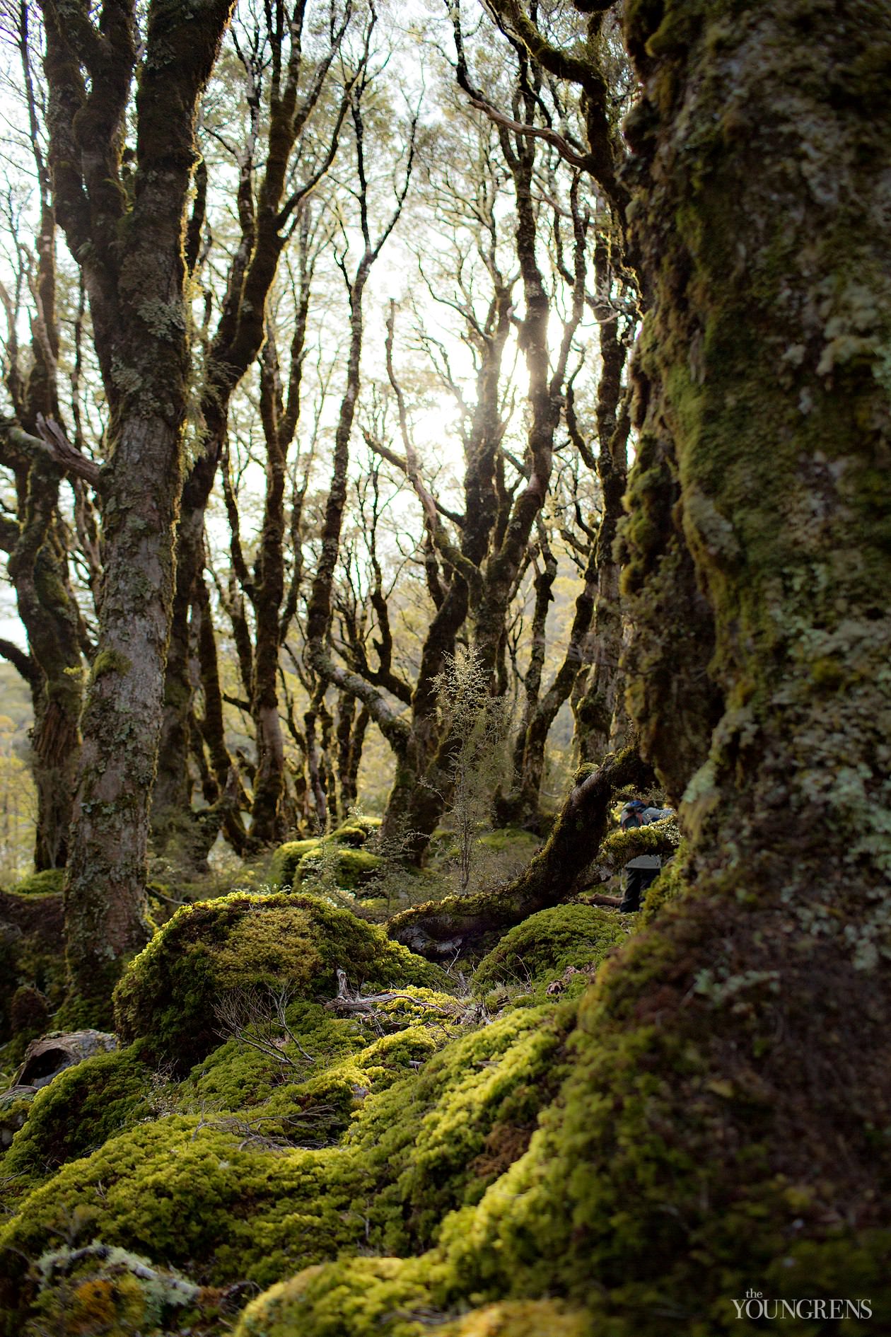 New Zealand landscape images, New Zealand South Island, Fox Glacier images, Queen Charlotte Sound images, Routeburn Trek images, Haast beach images