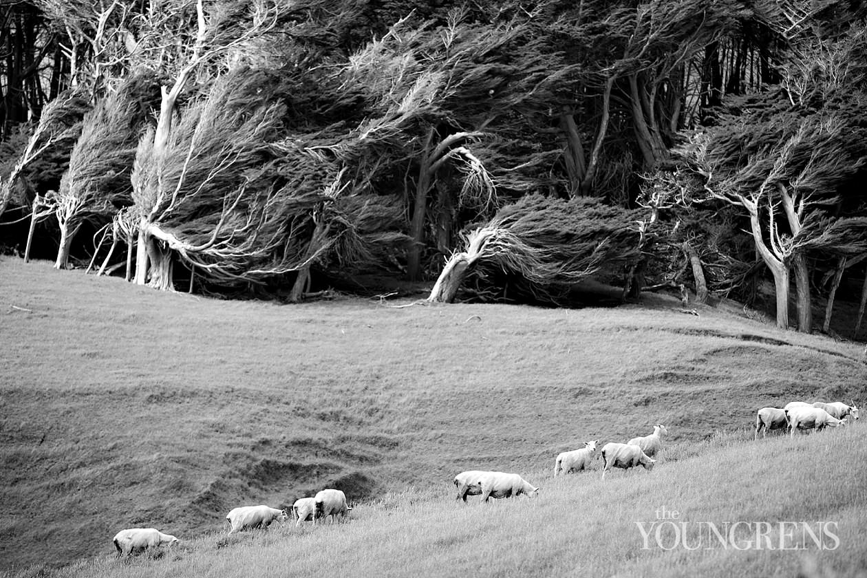 New Zealand landscape images, New Zealand South Island, Fox Glacier images, Queen Charlotte Sound images, Routeburn Trek images, Haast beach images