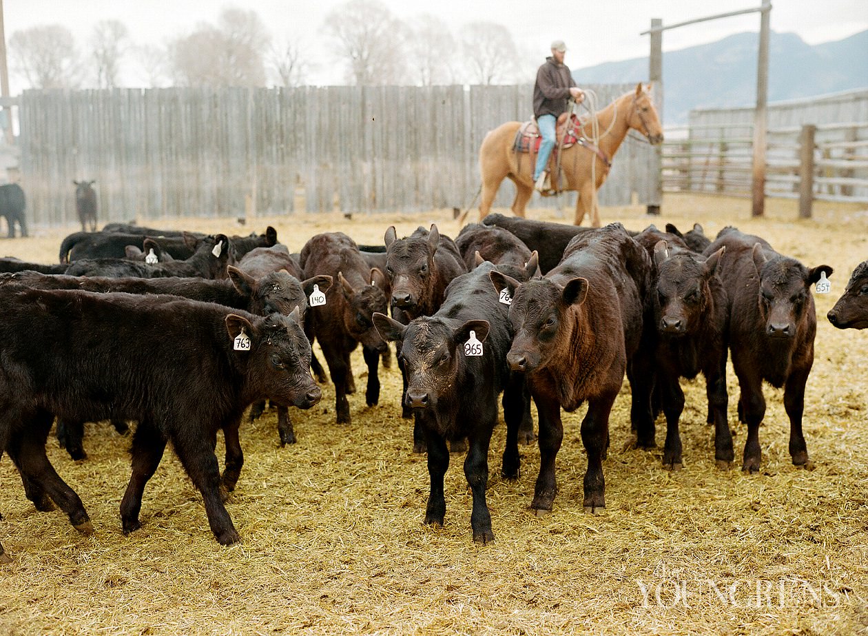 Cattle Drives And Cowboys | The Youngrens | San Diego Photographers